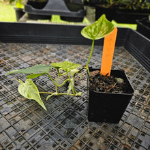 Load image into Gallery viewer, Philodendron Hederaceum, Heart Leaf, Exact Plant Variegated Ships Nationwide
