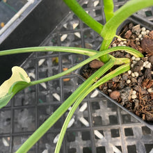 Load image into Gallery viewer, Philodendron Holtonianum variegated, Exact Plant Ships Nationwide
