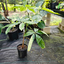 Load image into Gallery viewer, Pachira Aquatica Money Tree, Exact Plant Variegated grafted
