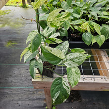 Load image into Gallery viewer, Epipremnum Pinnatum Marble, Exact Plant Variegated Ships Nationwide
