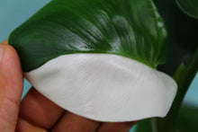 Load image into Gallery viewer, Variegated Philodendron White Wizard Exact Plant
