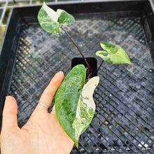 Load image into Gallery viewer, Alocasia Macrorhizza Black Stem, Exact Plant Variegated
