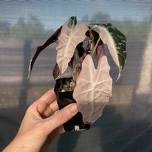 Load image into Gallery viewer, Alocasia Polly Snowflake Pink variegated exact plant, Fedex 2day*
