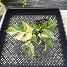 Load image into Gallery viewer, Rhaphidophora Tetrasperma Albo Variegated exact plant, Fedex 2day*
