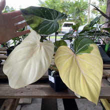 Load image into Gallery viewer, Philodendron Gloriosum variegated type 2, exact plant, Fedex 2day*

