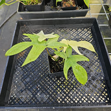 Load image into Gallery viewer, Philodendron Florida Ghost, Exact Plant Ships Nationwide
