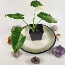 Load image into Gallery viewer, Alocasia Odora, Okinawa Silver, Exact Plant Variegated Ships Nationwide
