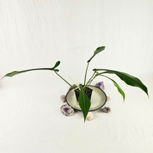 Load image into Gallery viewer, Philodendron Joepii, Exact Plant Ships Nationwide
