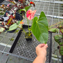 Load image into Gallery viewer, Anthurium Shibori, Exact Plant Variegated
