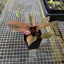 Load image into Gallery viewer, Philodendron Black Cardinal, Exact Plant Variegated
