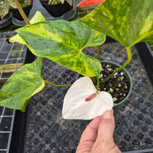 Load image into Gallery viewer, Anthurium Andraeanum White Heart, Exact Plant Variegated Ships Nationwide
