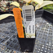 Load image into Gallery viewer, Philodendron Whipple Way Variegated exact plant, Fedex 2day*
