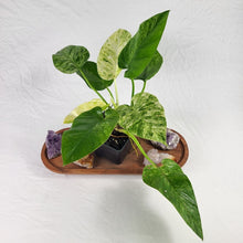 Load image into Gallery viewer, Philodendron Giganteum, Exact Plant Variegated Ships Nationwide

