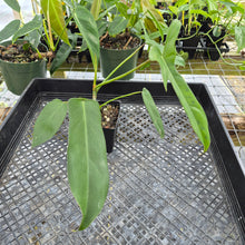 Load image into Gallery viewer, Philodendron Longilobatum Lelano Miyano, Exact Plant Ships Nationwide
