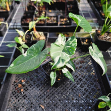 Load image into Gallery viewer, Alocasia Odora, Okinawa Silver, Exact Plant Variegated With babies
