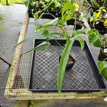 Load image into Gallery viewer, Philodendron Holtonianum, Exact Plant Ships Nationwide
