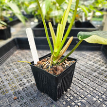 Load image into Gallery viewer, Philodendron Whipple Way, Exact Plant Variegated Ships Nationwide
