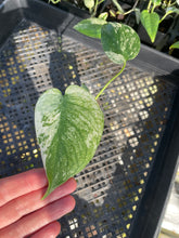 Load image into Gallery viewer, Monstera Deliciosa White Monster Variegated 2.5" Pot, Fedex 2 day*
