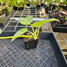 Load image into Gallery viewer, Philodendron Giganteum, Exact Plant Variegated 4&quot; Ships Nationwide

