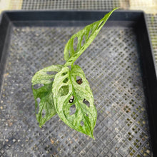 Load image into Gallery viewer, Monstera Adansonii European Mint, Exact Plant Variegated Ships Nationwide
