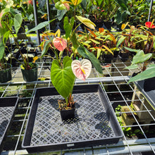 Load image into Gallery viewer, Anthurium Peppermint Splash, Shibori AFF, speckled exact plant, Fedex 2day*
