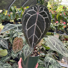 Load image into Gallery viewer, Anthurium Red Crystallinum Doc Block 6" pot, Fedex 2day
