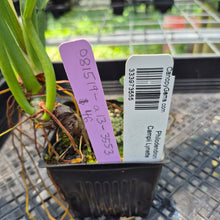 Load image into Gallery viewer, Philodendron Campii Lynette exact plant, Fedex 2day*
