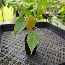 Load image into Gallery viewer, Anthurium Red Beauty 2.5&quot; Pot, Fedex 2 day*
