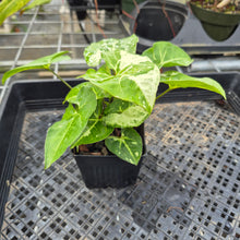 Load image into Gallery viewer, Syngonium Panda, Exact Plant Variegated Ships Nationwide
