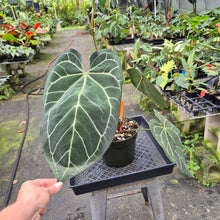 Load image into Gallery viewer, Anthurium NoID exact plant, Fedex 2day
