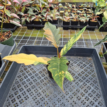 Load image into Gallery viewer, Philodendron Caramel Marble variegated exact plant, Fedex 2day*
