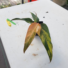 Load image into Gallery viewer, Philodendron Strawberry Shake, Exact Plant Variegated Ships Nationwide
