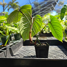 Load image into Gallery viewer, Philodendron Sodiroi True Form, Exact Plant Ships Nationwide
