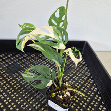 Load image into Gallery viewer, Monstera Adansonii Laniata Albo Variegated exact plant, Fedex 2day*
