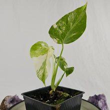 Load image into Gallery viewer, Monstera Borsigiana Albo Deliciosa, Exact Plant Variegated Ships Nationwide
