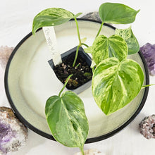Load image into Gallery viewer, Philodendron Hederaceum, Heart Leaf, Exact Plant Variegated Ships Nationwide
