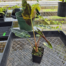 Load image into Gallery viewer, Alocasia Sanderiana Bull Aurea, Exact Plant Variegated
