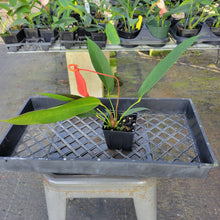 Load image into Gallery viewer, Anthurium Scherzerianum "Pig Tail", Exact Plant Ships Nationwide
