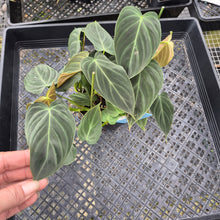Load image into Gallery viewer, Philodendron Splendid, Exact Plant Ships Nationwide
