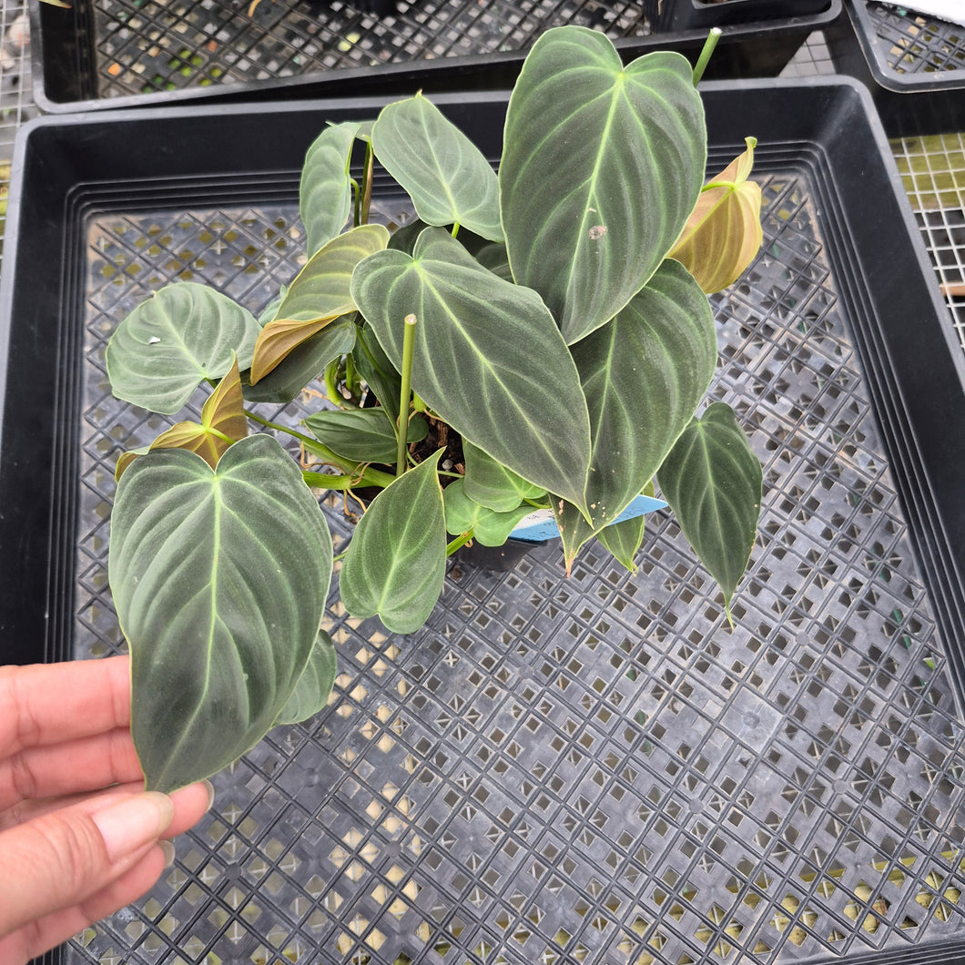 Philodendron Splendid, Exact Plant Ships Nationwide