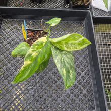 Load image into Gallery viewer, Monstera Lechleriana , Exact Plant Variegated Ships Nationwide

