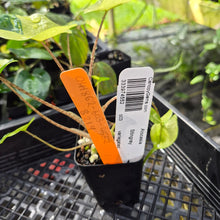 Load image into Gallery viewer, Alocasia Stingray, Exact Plant Ships Nationwide
