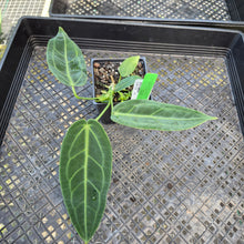 Load image into Gallery viewer, Anthurium Warocqueanum, Queen, Exact Plant Ships Nationwide
