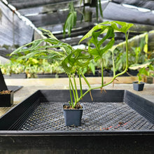 Load image into Gallery viewer, Monstera Adansonii Mint &quot;Indonesia&quot;, Exact Plant Variegated Ships Nationwide
