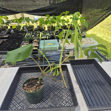 Load image into Gallery viewer, Monstera Sierrana Hawaii Clone, Exact Plant Ships Nationwide
