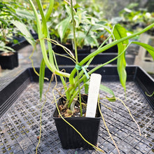 Load image into Gallery viewer, Philodendron Holtonianum, Exact Plant Ships Nationwide
