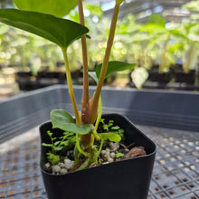 Load image into Gallery viewer, Anthurium Papillilaminum Fort Sherman X Ralph Lynam, Exact Plant Ship Nationwide
