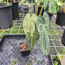 Load image into Gallery viewer, Anthurium Besseae Aff x Red Crystallinum, Exact Plant
