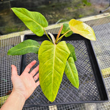 Load image into Gallery viewer, Philodendron Goldiana, Exact Plant Ships Nationwide
