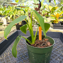 Load image into Gallery viewer, Philodendron Rugosum, Exact Plant
